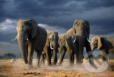 Puzzle: Elephants with Storm Clouds (Steve Bloom)