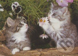 Kittens Flower - Leanne Giblett, Crown & Andrews