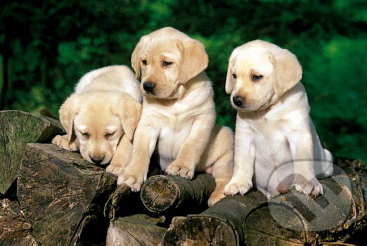 Puppy Labradors, Trefl