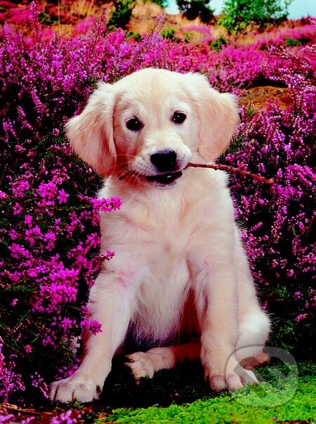 Puzzle: Labrador (Dino). Dino, 2009