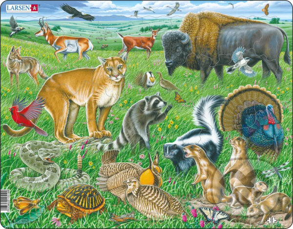 Levně Americká préria FH40 - puzzle z kategorie Náučné puzzle