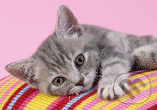Grey Kitten, Clementoni