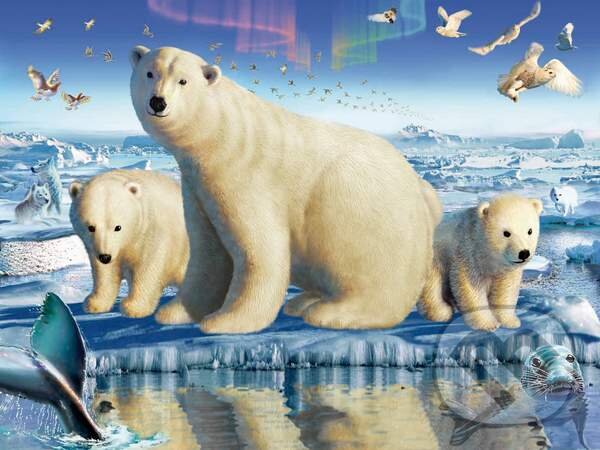 Puzzle: Arctic Splendor (Clementoni). Clementoni