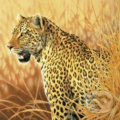 Leopard - Joh Naito, Schmidt