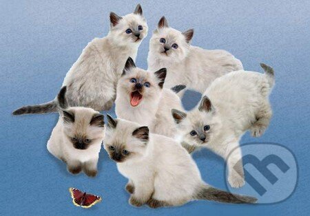 Levně Butterfly Cats - puzzle z kategorie Zvieratá